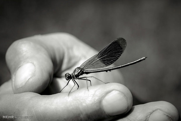 حشرات ویروسی سلاح جدید ارتش آمریکا