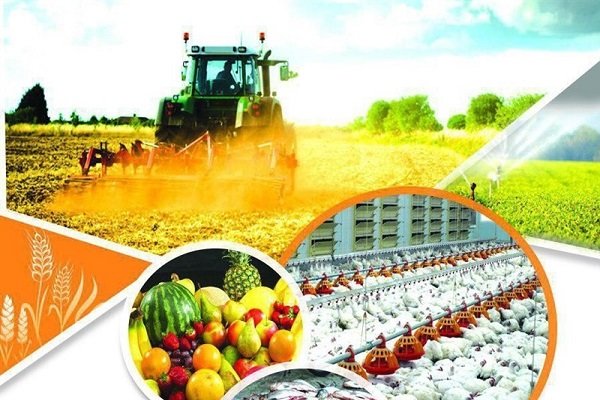 ضرروت توجه به دستاوردها و ظرفیت صندوق حمایت از توسعه کشاورزی