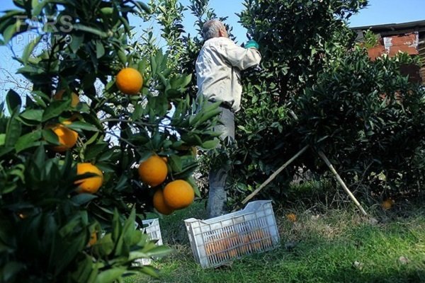 صادرات ۱۵ هزار تنی مرکبات مازندران به خارج کشور