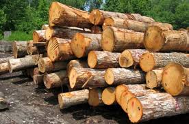 کشف 3 تن چوب جنگلي قاچاق در تنکابن