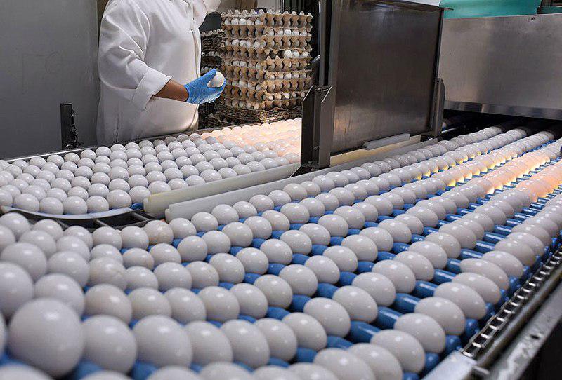 قیمت مناسب و فروش بموقع مهم ترین علت افزایش تولید تخم مرغ در مازندران