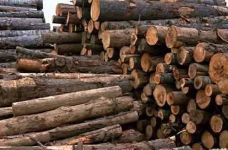 کشف 6 تن چوب جنگلی قاچاق در بابل