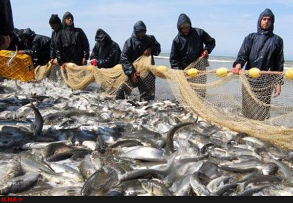 مدیرکل شیلات مازندران خبر داد: ارزش 10 میلیارد تومانی تکثیر طبیعی بچه ماهی سفید