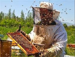 تعیین زیراب به عنوان پایلوت پرورش زالو و زنبور‌عسل در مازندران