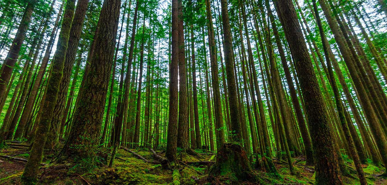 نقش جنگل‌ های مازندران در تولید اکسیژن و حفاظت از خاک