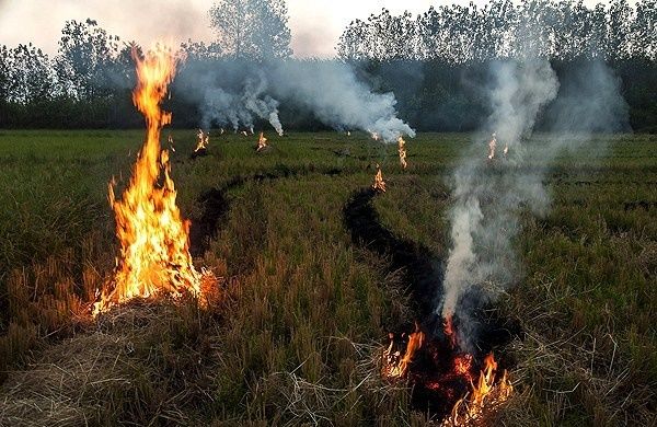 گزارش حرف از آتش کاه و کلش در شالیزارهای مازندران؛                 دود نبود صنایع تبدیلی در چشم مردم
