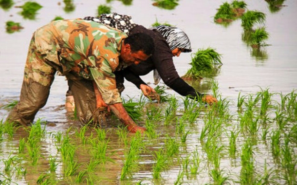 گزارشی از تکاپوی کشاورزان مازندرانی؛ آغاز فصل برنج؛ کمی دیرتر