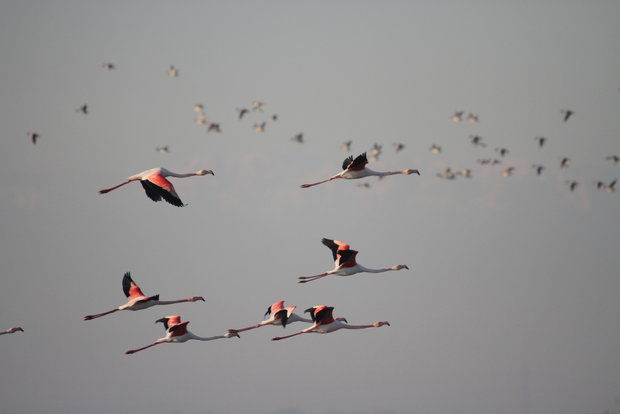 افزایش حضور پرندگان مهاجر در تالاب میانکاله