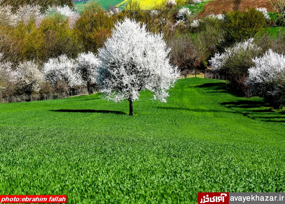 شکوفه های بهاری در منطقه دودانگه ساری