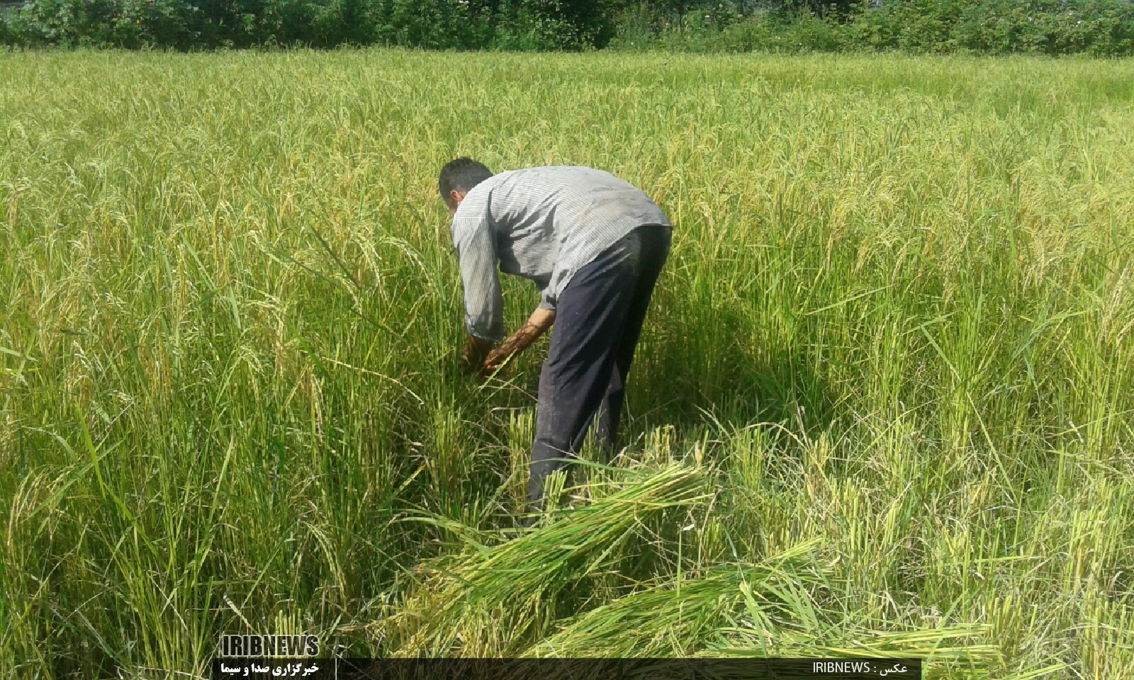 رئیس جمهور در دام آمارسازی‌ اشتباه برنج