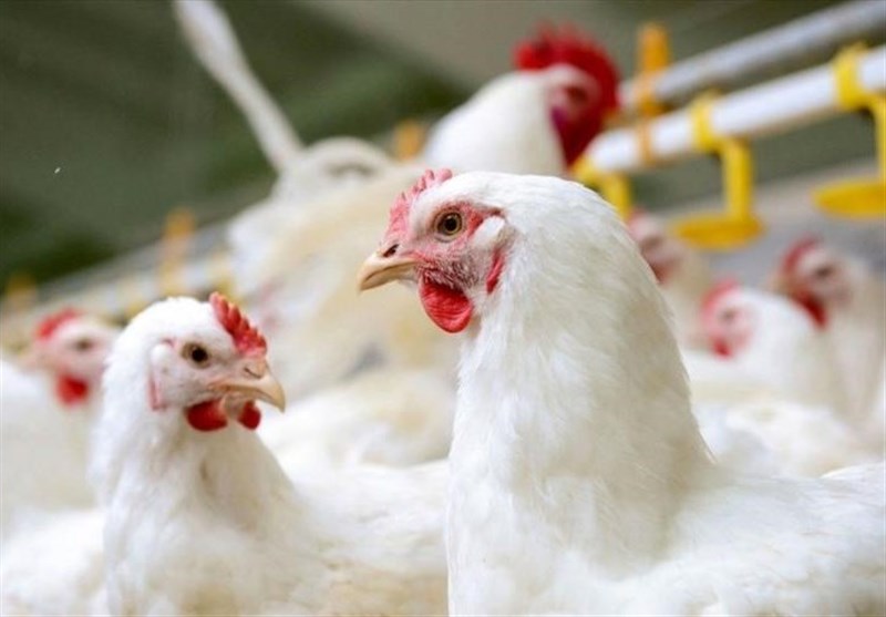 فروش مرغ زنده بیش از ۴۴ هزار تومان ممنوع