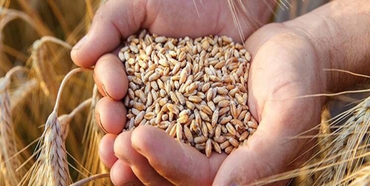 کشت خطی گندم در دیم‌زارهای مازندران