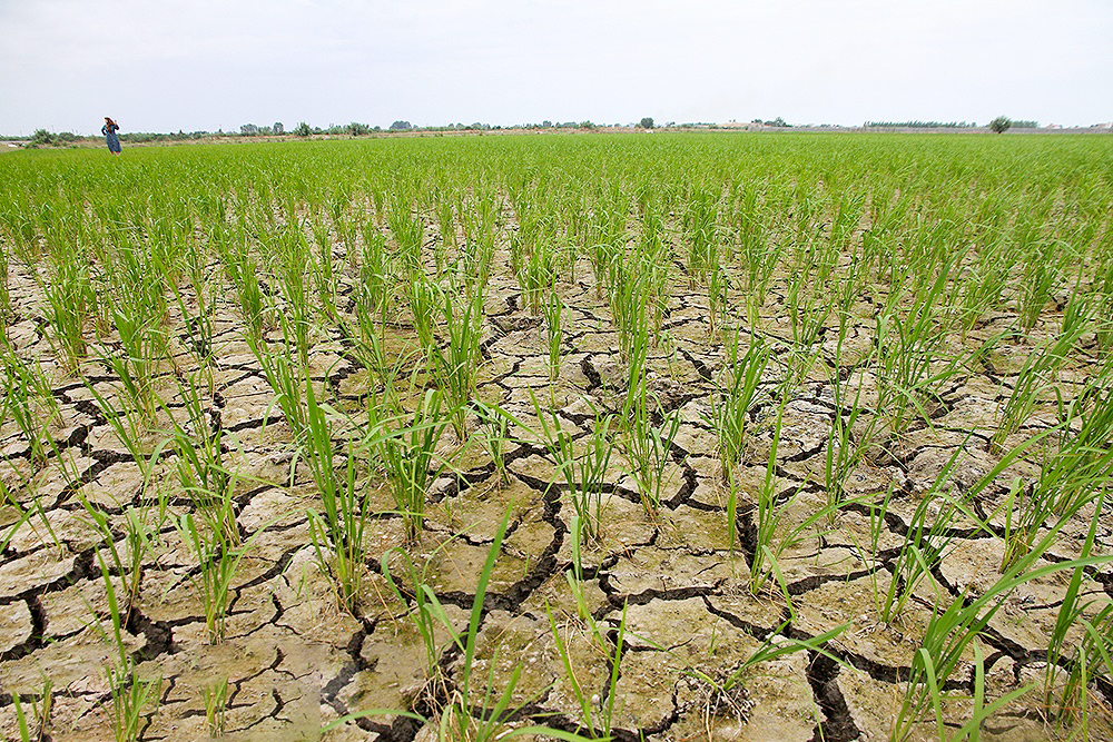 برنجکاری مازندران در تهدید کم آبی