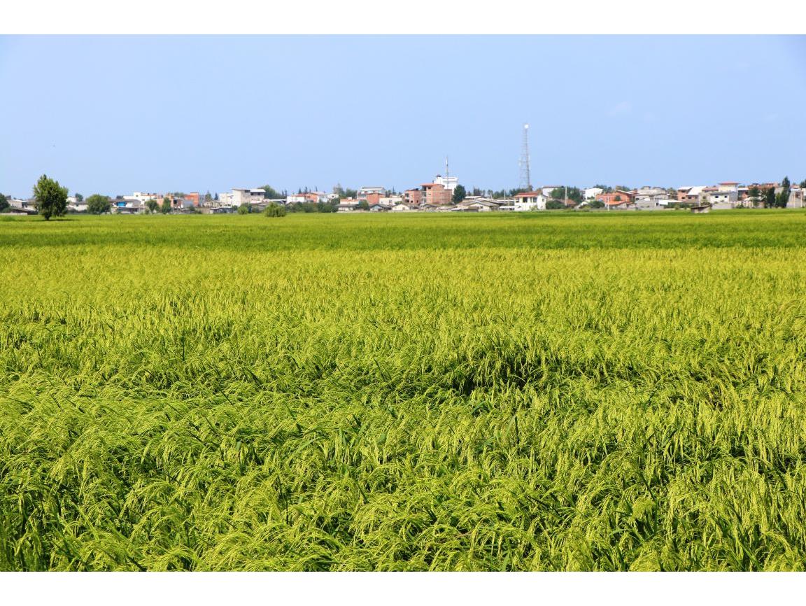 خوشه دهی برنج در ۹۸ درصد مزارع کشت مجدد و رتون محمودآباد
