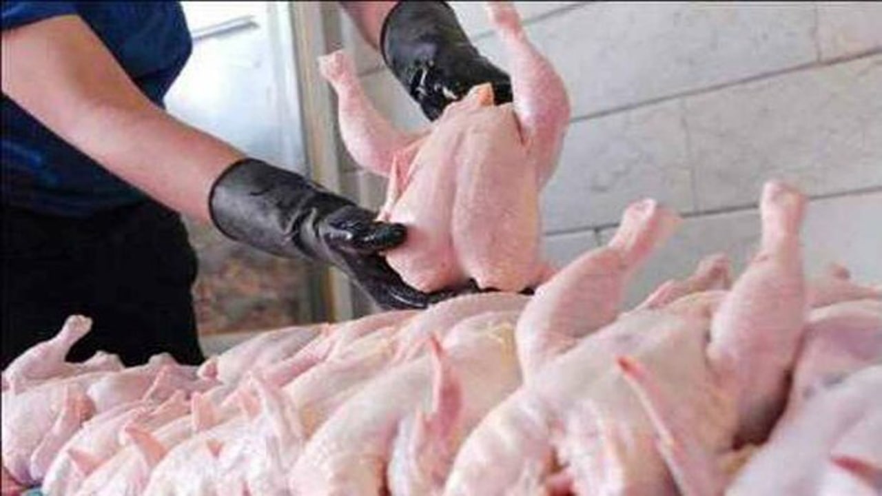 مرغ‌های گوشتی مازندران عاری از آلودگی انگلی