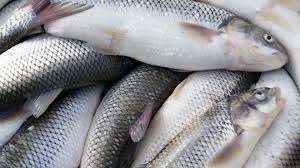 کاهش ۳۰ درصدی صید ماهیان دریایی مازندران