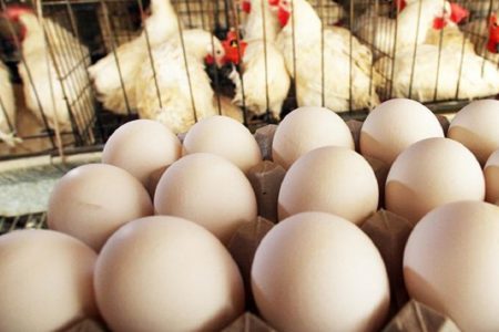 کاهش قیمت مرغ و تخم مرغ در بازار مازندران