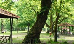 طبیعت مازندران زیر فشار تفریح غیرمسئولانه