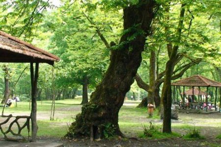 طبیعت مازندران زیر فشار تفریح غیرمسئولانه