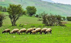 ورود دامداران بدون پروانه چرا به مراتع ممنوع است