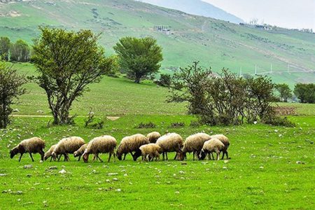 ورود دامداران بدون پروانه چرا به مراتع ممنوع است