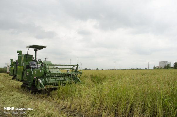 میزان برداشت برنج