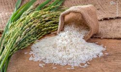 گزارش حرف از آخرین وضعیت برنج کاری در مازندران؛ ظهور خوشه‌های رنج