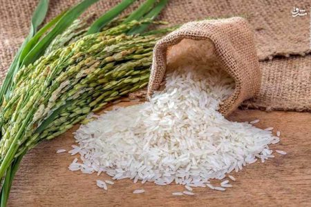 نگاهی به انواع برنج در ایران و میزان برداشت انواع برنج + عکس