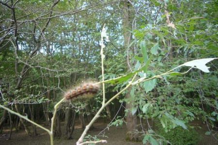 جولان آفت پروانه ابریشم‌ باف ناجور در جنگل‌ های کجور
