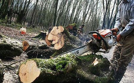 دستگیری ۴متهم به قطع درخت جنگلی در نور