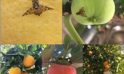 مگس میوه در ۳۹۱ هکتار از باغ های محمودآباد ردیابی شد