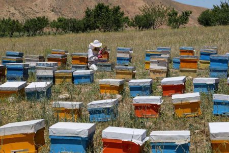 بیش از ۱۰۰ تن عسل به صورت سالانه در جویبار تولید می شود