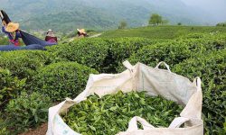 فصل خزانِ کشت چای
