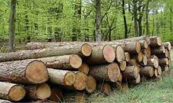 ۵ تن چوب جنگلی قاچاق در ساری کشف شد