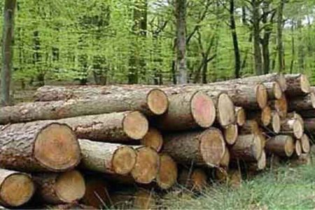 محکومیت قاچاقچی چوب جنگلی در ساری