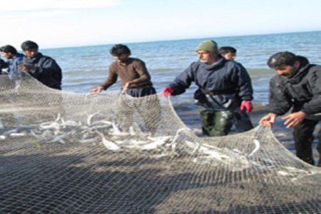 صید ۵۲۵ تن ماهی توسط صیادان مازندرانی