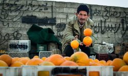 جشنواره مرکبات ، استراتژی اقتصادی و فرهنگی برای مازندران