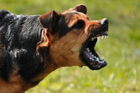 ۳۷ مازندرانی بر اثر گازگرفتگی سگ‌ مجروح شدند