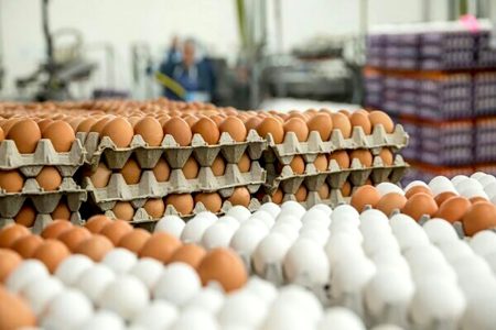 کشف ۲۶۰۰ کیلو تخم‌مرغ‌ فاقد مجوز در قائمشهر