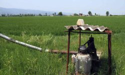 شرایط کشاورزی مازندران در سال آینده چگونه خواهد بود؟