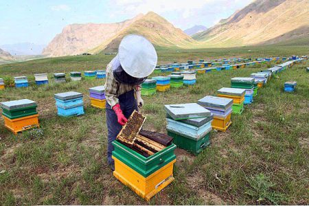 ۴۰ تن عسل سالیانه در کلاردشت تولید می‌شود