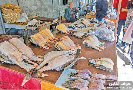بازار فروش و تجارت پرندگان وحشی در فریدونکنار همچنان تعطیل است