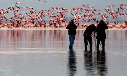 آغاز فصل مهمانکشی در تالابهای مازندران