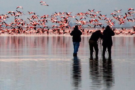 آغاز فصل مهمانکشی در تالابهای مازندران
