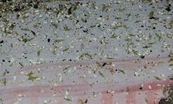 تشدید نظارت‌ها بر شکار و صید پرندگان مهاجر در مازندران