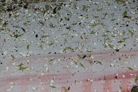 تشدید نظارتها بر شکار و صید پرندگان مهاجر در مازندران