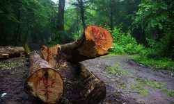 دستگیری یکی از قاچاقچیان چوب جاده جنگلی بهشهر