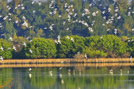 فریدونکنار میان نان و طبیعت؛ جدال همیشگی معیشت و حفاظت