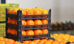 رنگ‌آوری مرکبات؛ بازی با سلامت مردم و مسئولیتی که گم شده است