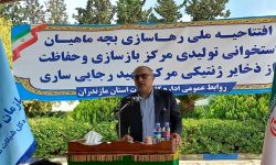 رهاسازی ۸۵ میلیون بچه‌ماهی استخوانی در رودخانه‌های مازندران